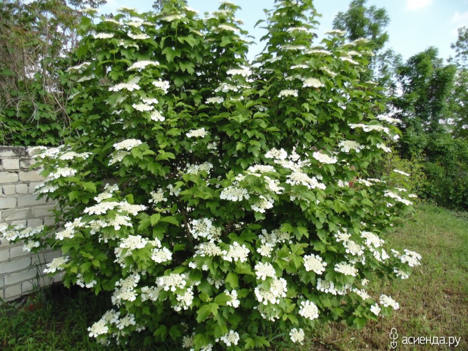 Калина обыкновенная 'Ульгень