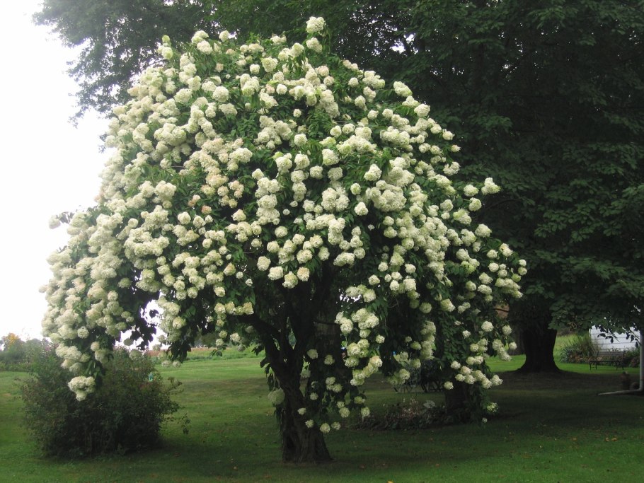 Калина обыкновенная куст