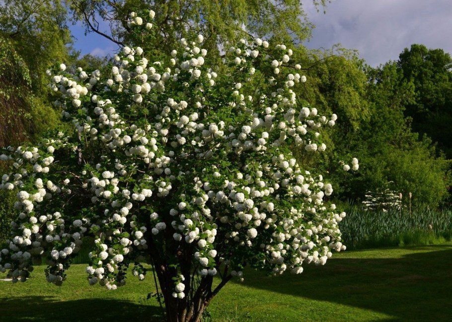 Калина обыкновенная Viburnum opulus