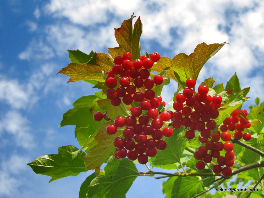 Калина (плоды)