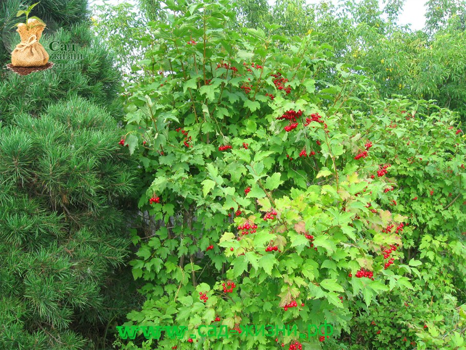 Калина обыкновенная Viburnum opulus