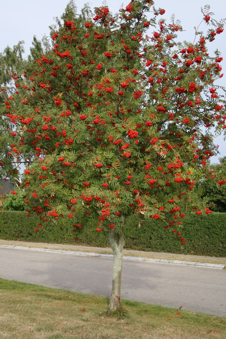 Калина Viburnum дерево