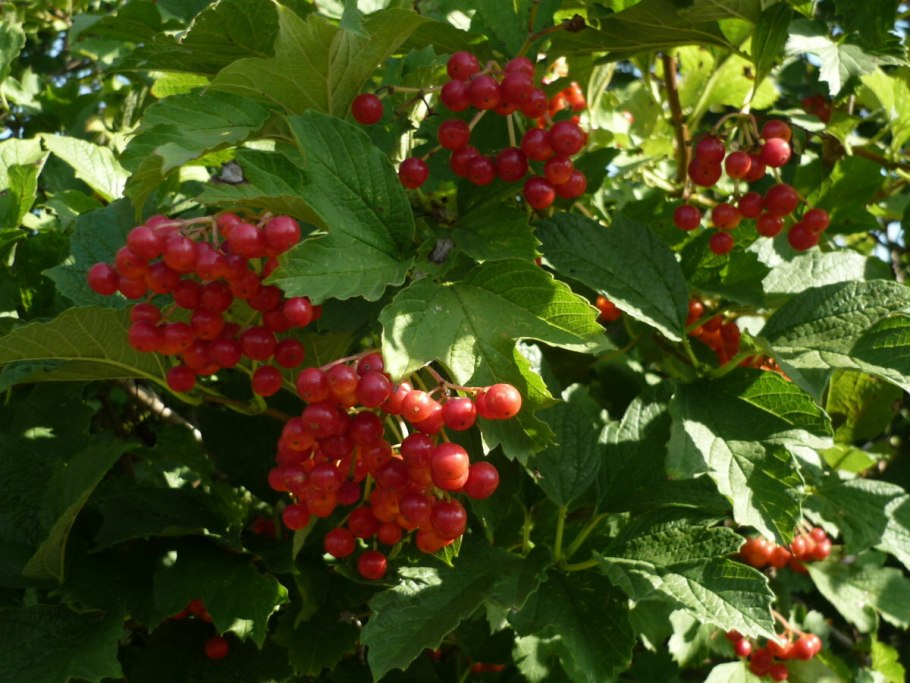 Калина обыкновенная Розеум