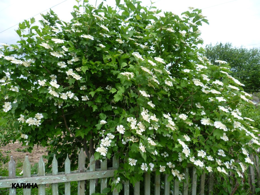 Калина гордовина куст