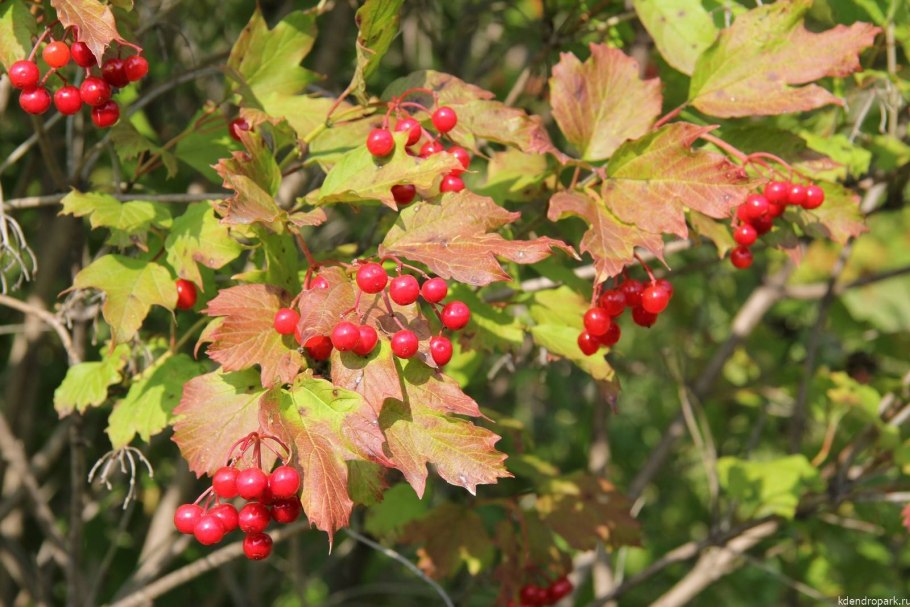 Калина красная Viburnum opulus