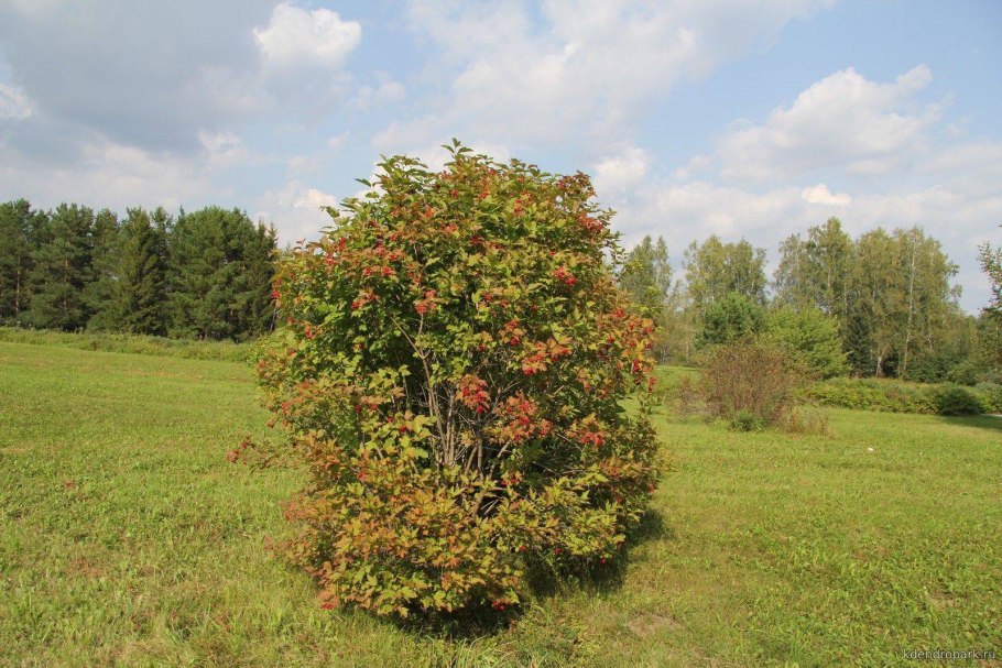 Калина обыкновенная (Vibúrnum ópulus)