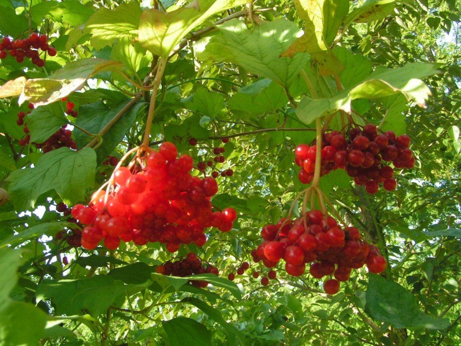 Калина в палисаднике