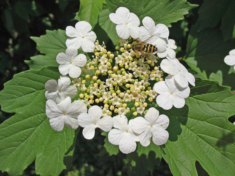 Калина обыкновенная Жолобовская