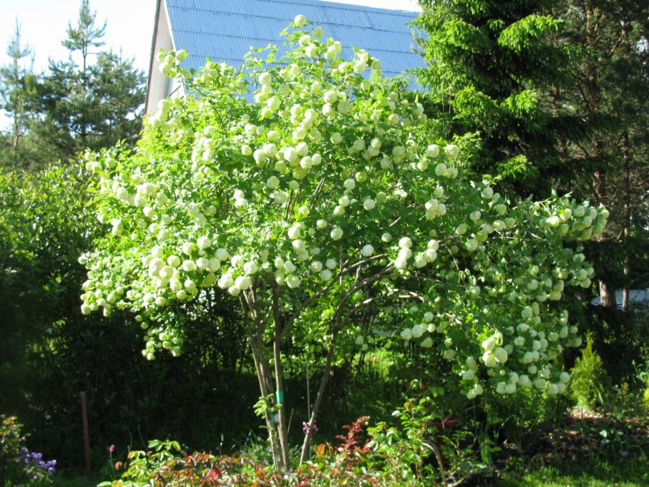 Калина обыкновенная Розеум