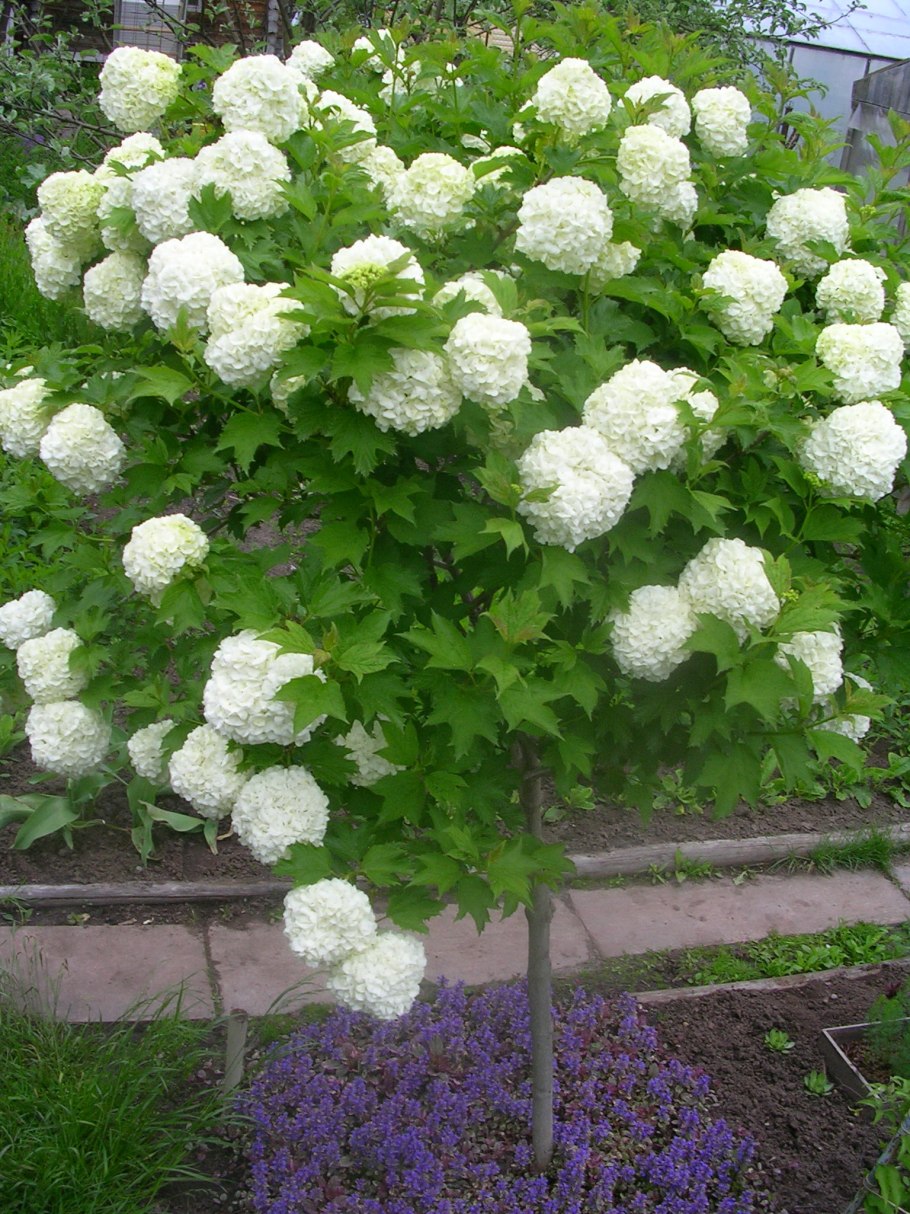 Калина декоративная бульденеж