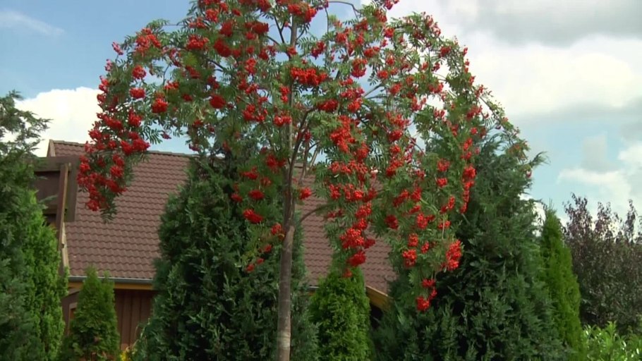 Вишня шаровидная Умбракулифера