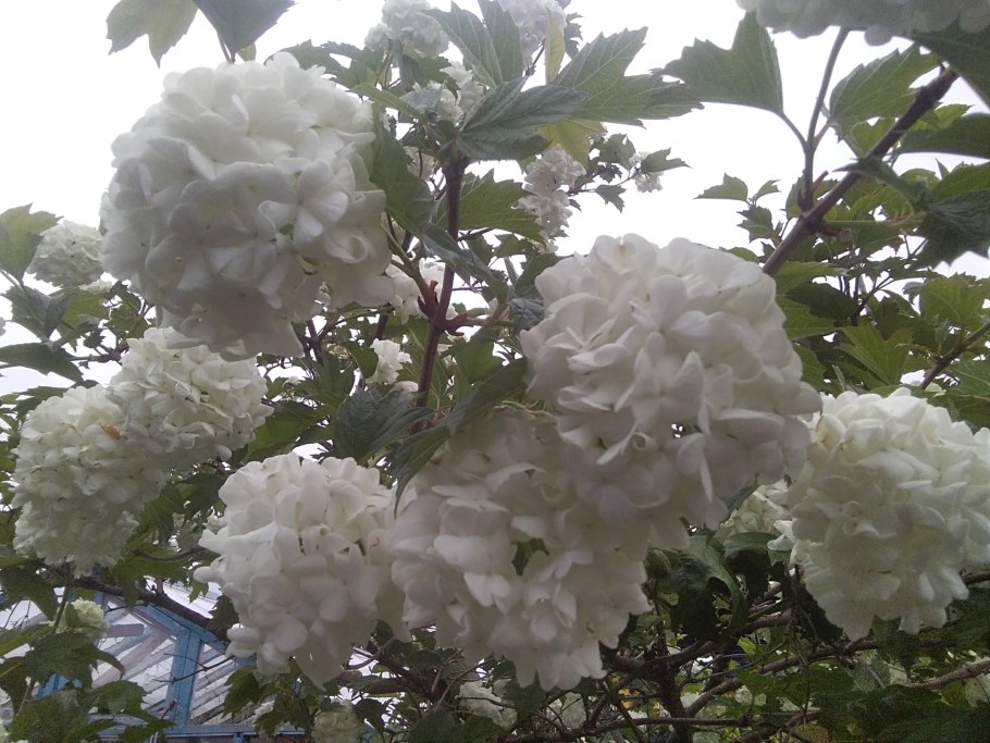 Калина бульденеж