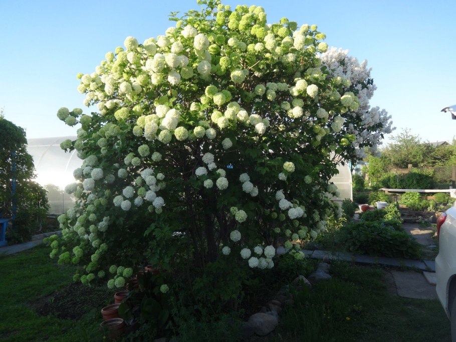 Калина шаровидная бульденеж