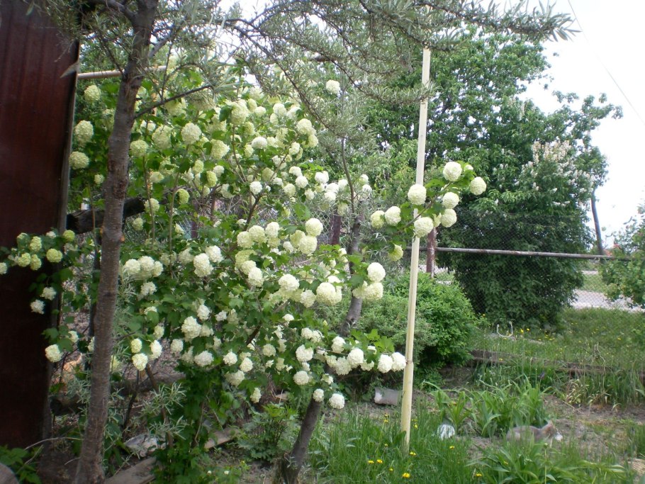 Калина бульденеж штамбовая