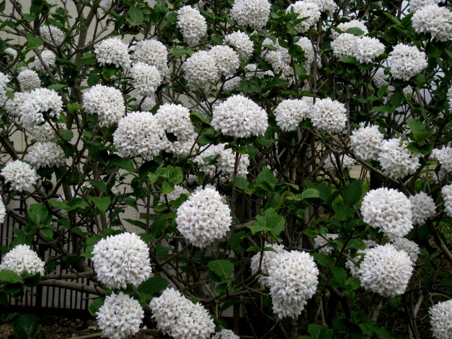 Калина Берквуда Viburnum burkwoodii