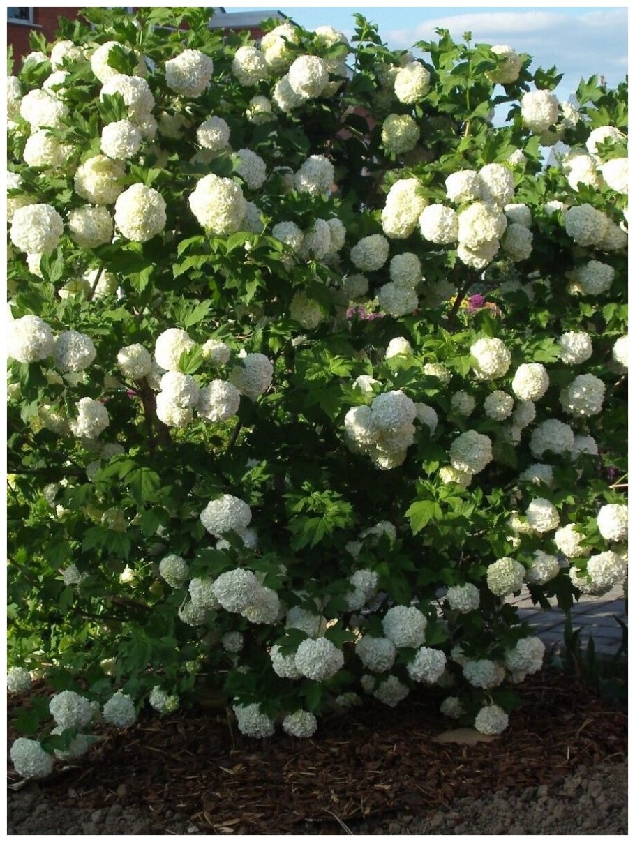 Гортензия Фантом на штамбе