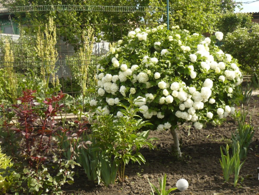 Калина бульденеж Розеум