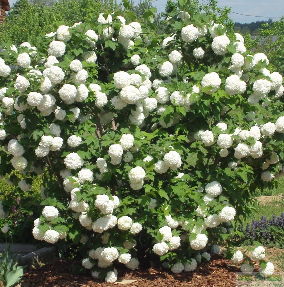 Калина грандифлора бульденеж