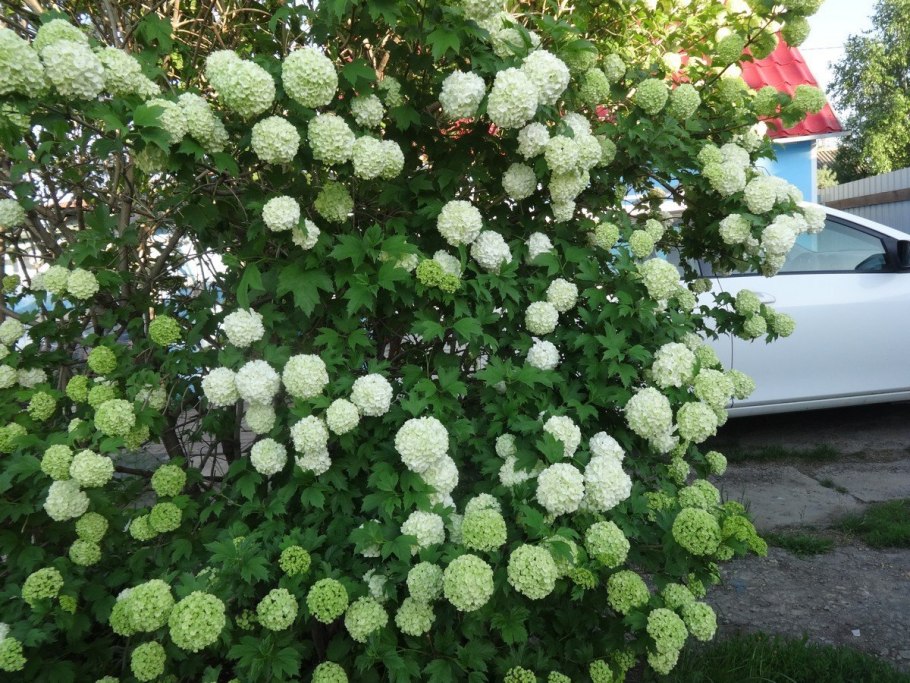 Калина бульденеж спирея гортензия