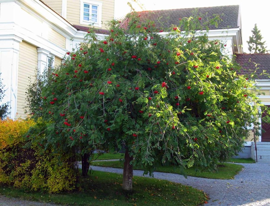 Калина Snowball