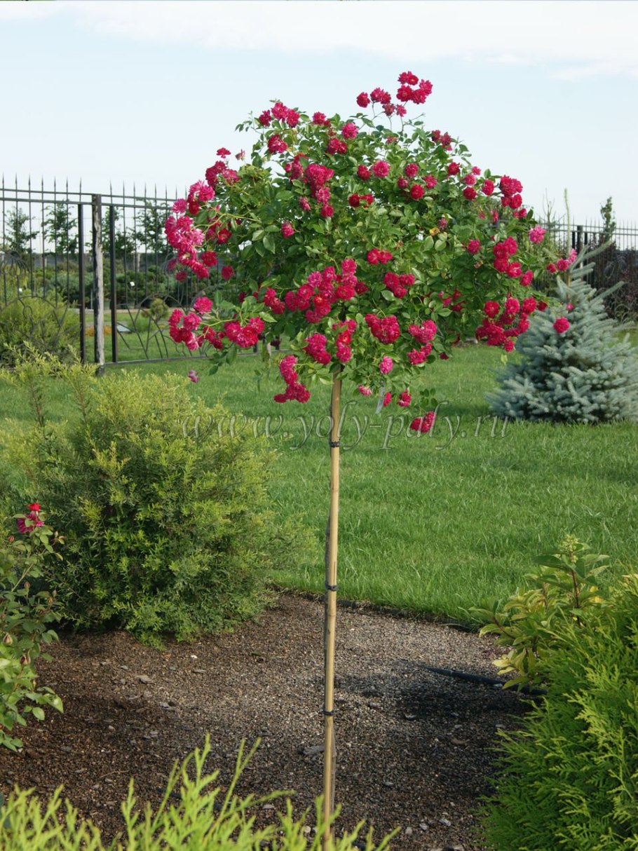 Калина бульденеж штамбовая