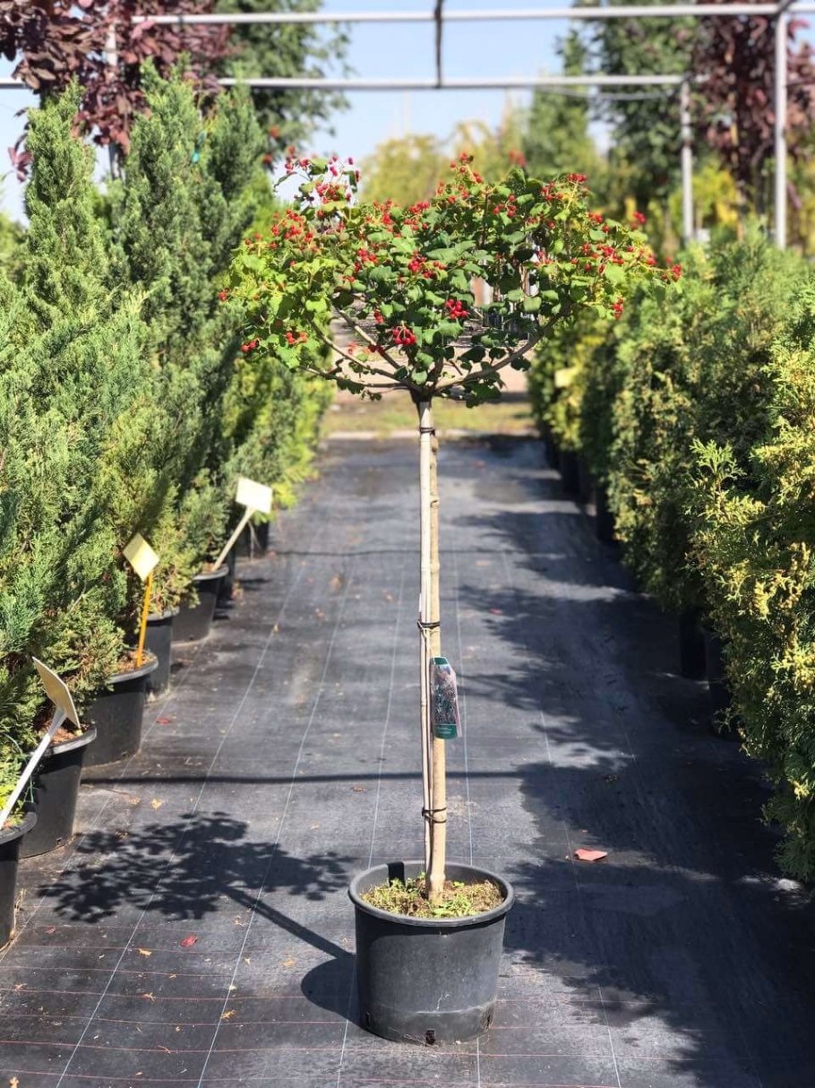 Калина на штамбе