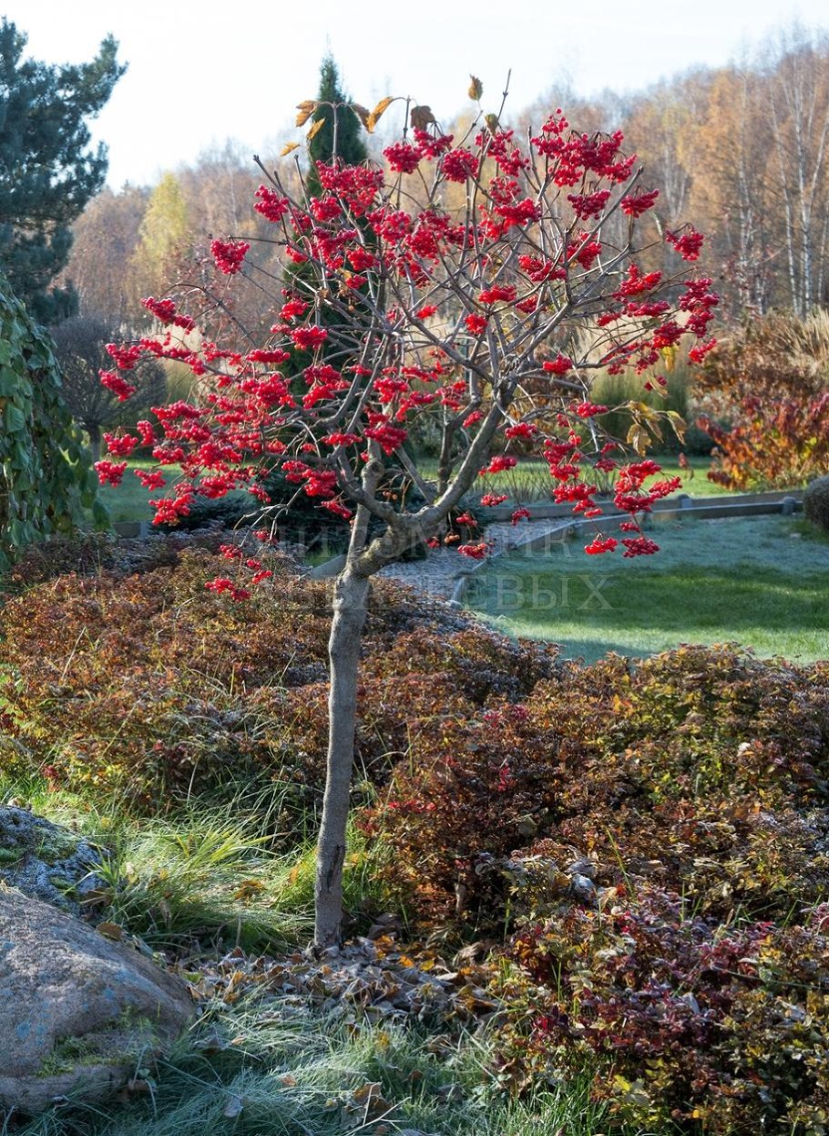 Калина декоративная бульденеж
