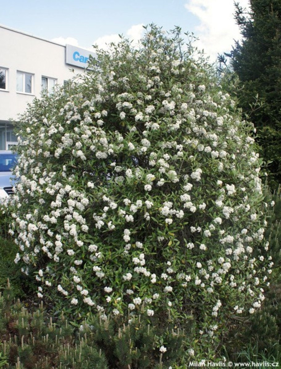 Калина обыкновенная 'Roseum'