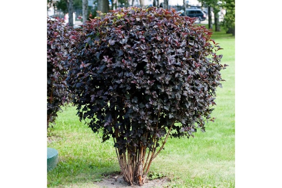 Спирея бульденеж