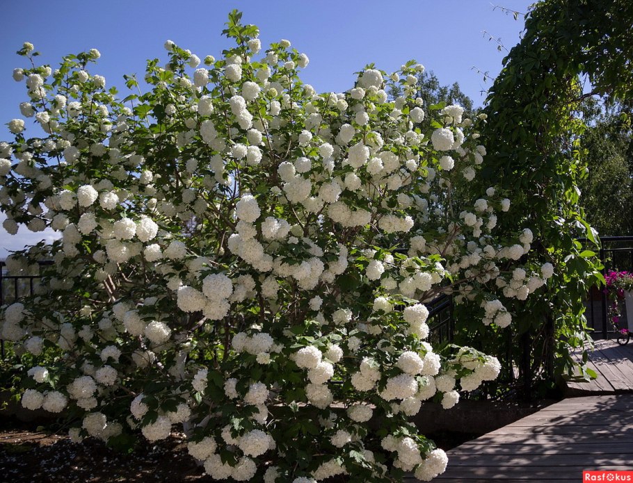 Калина бульденеж розовая