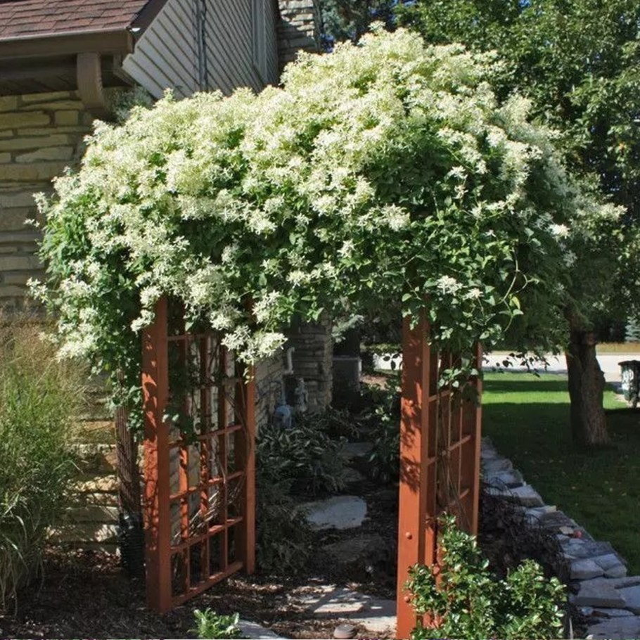 Калина бульденеж Розеум