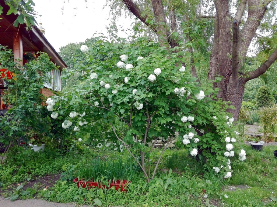 Калина бульденеж штамбовая