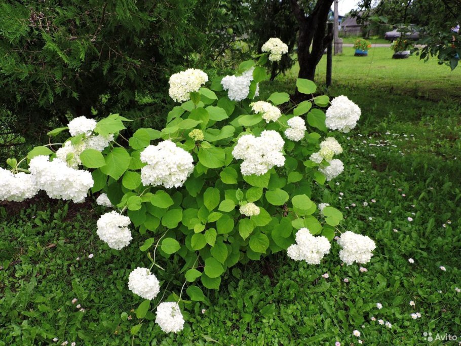 Калина обыкновенная Розеум бульденеж