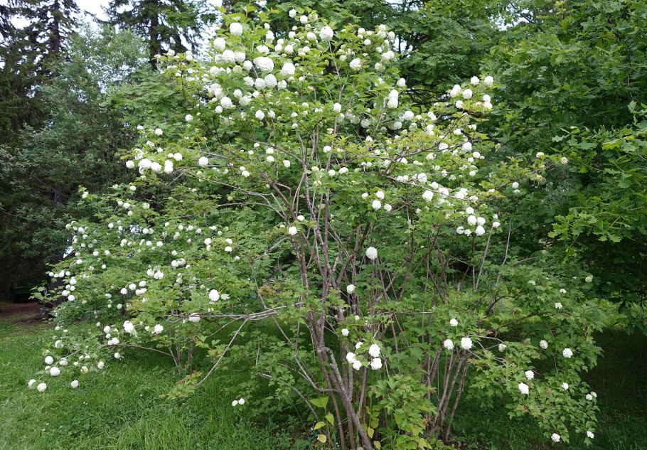 Гортензия древовидная Лаймлайт