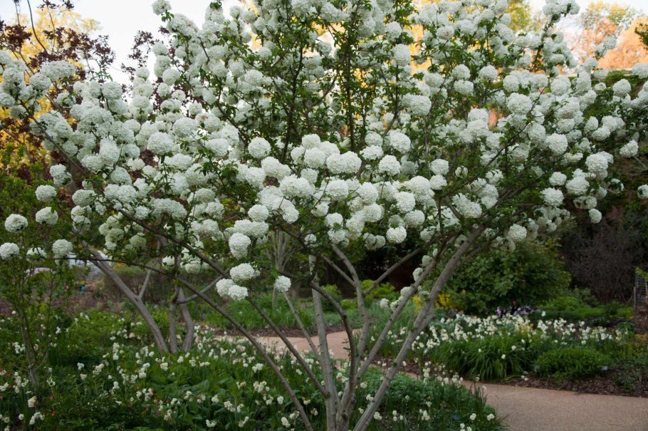 Калина бульденеж цветение