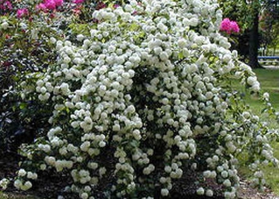 Рябина красная на штамбе