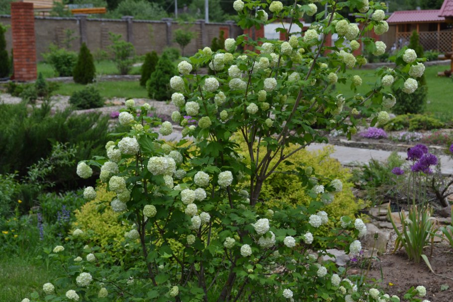 Штамбовая гортензия Лаймлайт