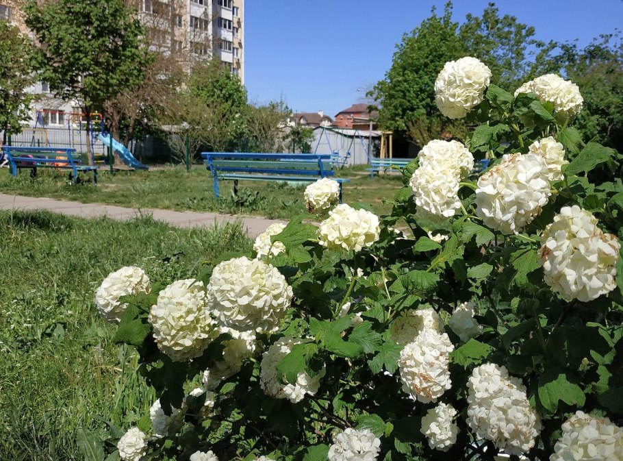 Жасмин штамбовый