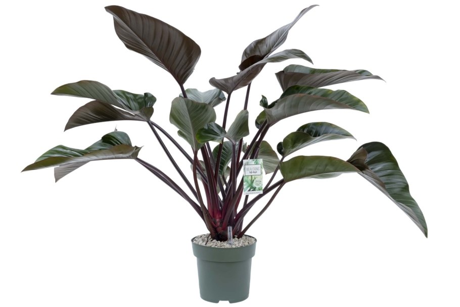 Philodendron Red Beauty/Филодендрон Рэд Бьюти