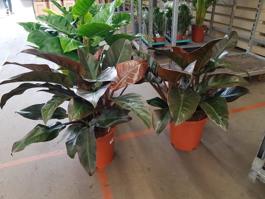 Филодендрон Imperial Red