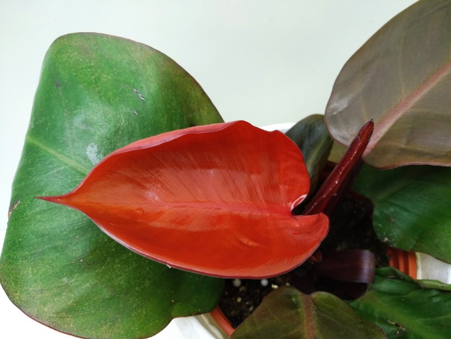 Philodendron mamei Gloriosum Dark form