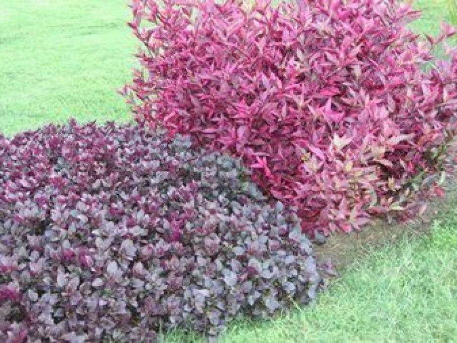 Alternanthera bettzickiana