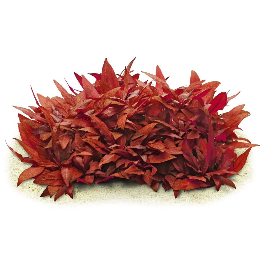 Альтернантера беццика