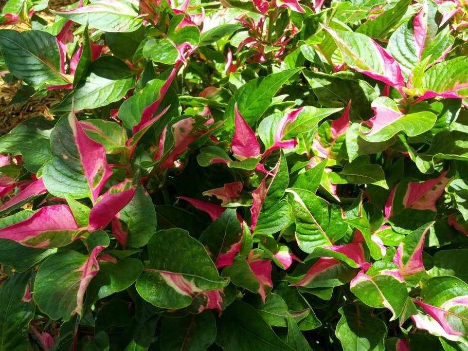 Альтернантера рейнеки мини