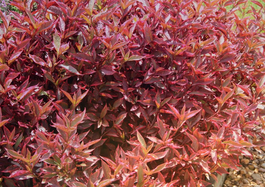 Альтернантера rosea Nana