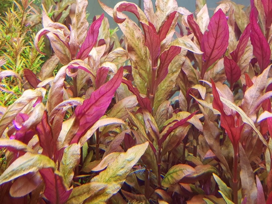 Альтернантера Бетзика