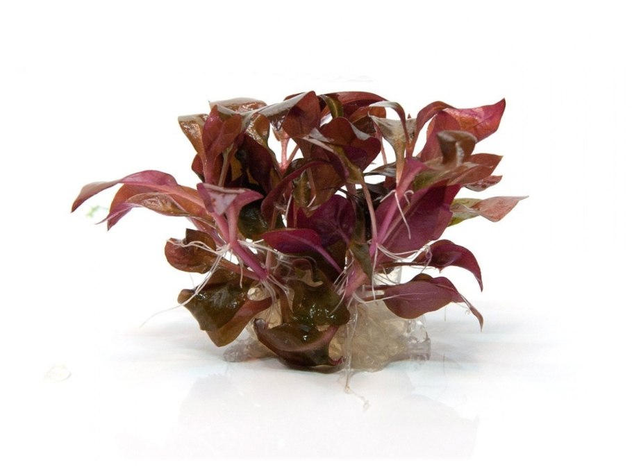 Альтернантера бетзикиана ред