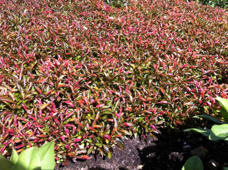 Растение Альтернантера с мелкими листочками в аквариуме