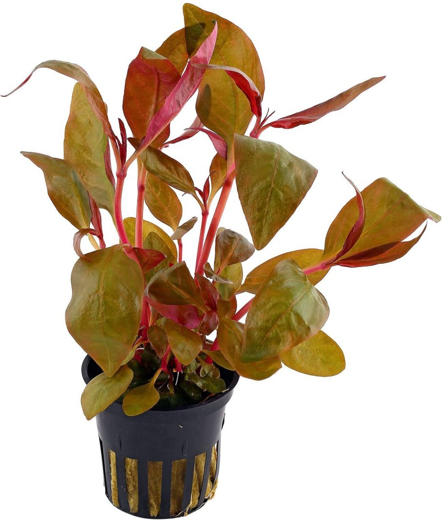 Альтернантера Рейнека лиловая