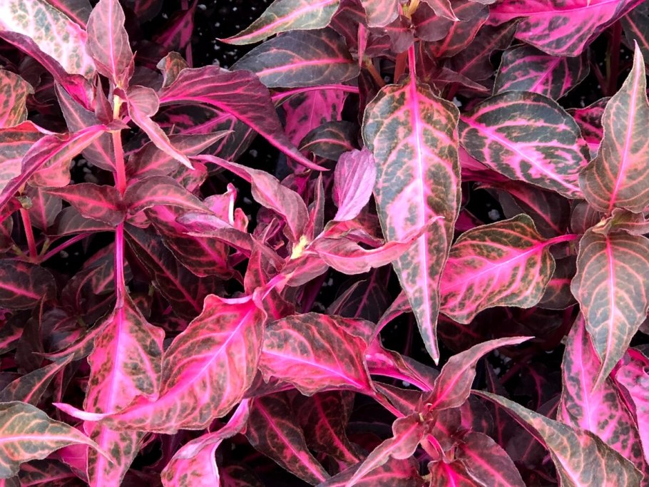 Альтернатера Рейнека мини